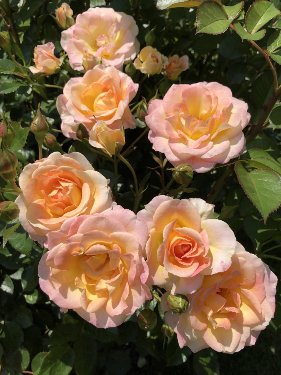 Rosa - hybride - Dekora® - KORlilalu